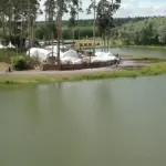 Банкетная площадка Forest Lake у озера Лебяжье, общий вид: площадка на берегу озера