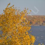 База отдыха Усть-Алеус на Обском море, общий вид: осенние берёзы над Обским морем