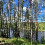 Туркомплекс Карьяла Парк на реке Шуя, общий вид: сосновый бор над рекой