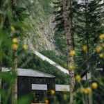 База отдыха Dombay Paradise в Домбае, общий вид: дом среди елей