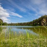 Банкетная площадка Forest Lake у озера Лебяжье, общий вид: озеро Лебяжье в сосновом лесу