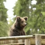 Зоокомплекс Три Медведя на Сямозере, общий вид: медвежонок у вольера