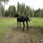 Зоокомплекс Три Медведя на Сямозере, общий вид: пастбище у кромки леса