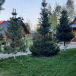 Усадьба Лебедь в Турочаке, общий вид: газон и дома