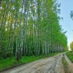 Инлес Хаус: дома с чаном и баней в Шумилово, общий вид: берёзовый лес у Шумилово