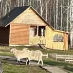 Одноэтажный дом у водоёма с верандой до 4 гостей: дом и козы во дворе