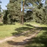 Экодеревня Вековые сосны на реке Пахме, общий вид: дорога через сосновый бор