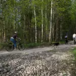 Эко-отель Поляна Солнца в лесах Мещёры, общий вид: лесная дорога