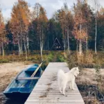 Глэмпинг Shanti Home Ozero у Громово, общий вид: пирс в осеннем лесу