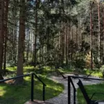 Глэмпинг Elovoye в хвойном лесу под Киржачом, общий вид: терраса в сосновом лесу