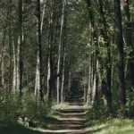 Глэмпинг Вили Улей Ока у залива Оки, общий вид: лесная дорога