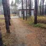 РентПарк на Героев Сибиряков, общий вид: тропинка в сосновом лесу