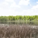 Экокурорт Сойма Парк в Судогодском округе, общий вид: водная гладь и лес