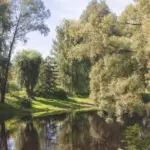 Эко-отель Лес и Луга на реке Порусье, общий вид: река Порусья