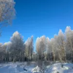 Шато де Велье на озере Велье, общий вид: берёзы в инее