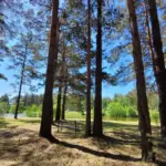 Глэмпинг Vonavi Village у Мурома, общий вид: сосновый лес на территории