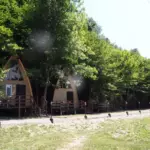 База отдыха Дубрава в Тенгинке, общий вид: домики среди деревьев