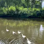 Эко-комплекс Таёжный в Новокузнецке, общий вид: пруд с утками