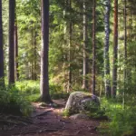 Эко-отель Сомероя на реке Тохмайоки, общий вид: лес на территории