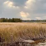 Загородный клуб Zimino Park под Выборгом, общий вид: камыши на берегу бухты