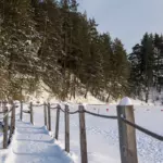 База отдыха Улово на Уловском водохранилище, общий вид: мостки вдоль соснового берега