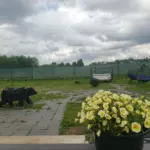 Шервуд: дом и беседка у пруда в Никитино, общий вид: двор с фигурами и цветами