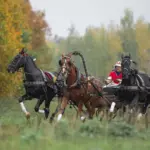Фермерский курорт Богдарня в Крутове, общий вид: тройка на лугу