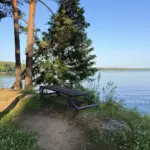 База отдыха Тихое место на озере Большой Еланчик, общий вид: сосны над озером