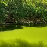 Беседки Озеро Верхнерусское, общий вид: зелёная вода озера