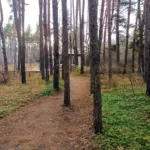РентПарк на Героев Сибиряков, общий вид: сосны на территории